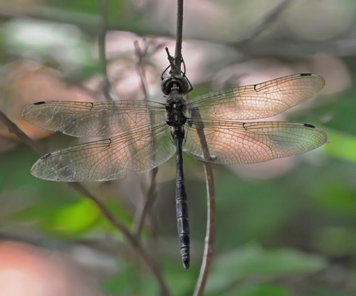 Male
2008_08_29_Floyd